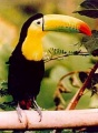 Keel billed toucan.jpg