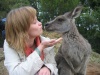 Kissing Kangaroo.JPG